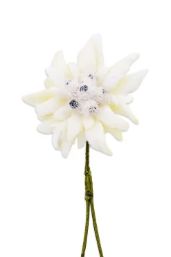 Edelweiss Boutonnière Flower