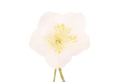 White Christmas Rose Boutonnière Flower
